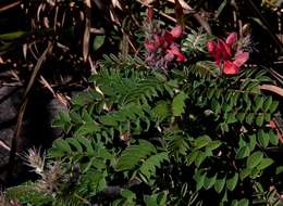 Indigofera cecilii N. E. Br.的圖片