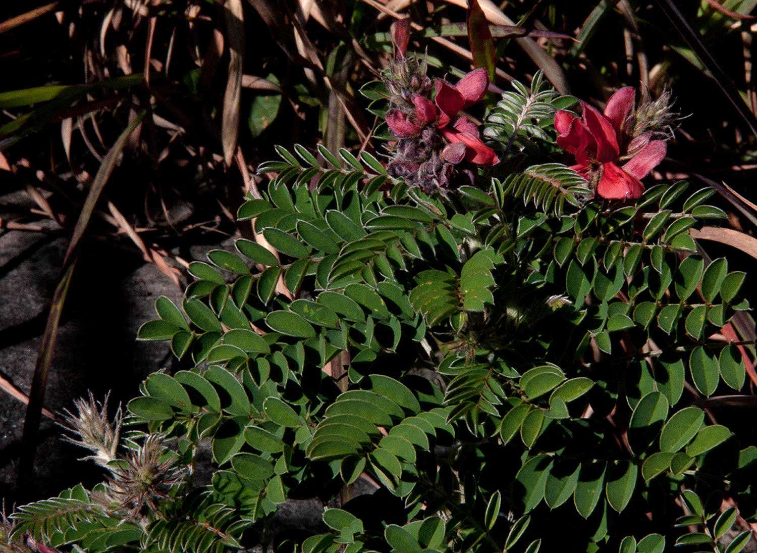 Слика од Indigofera cecilii N. E. Br.