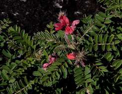 Indigofera cecilii N. E. Br.的圖片