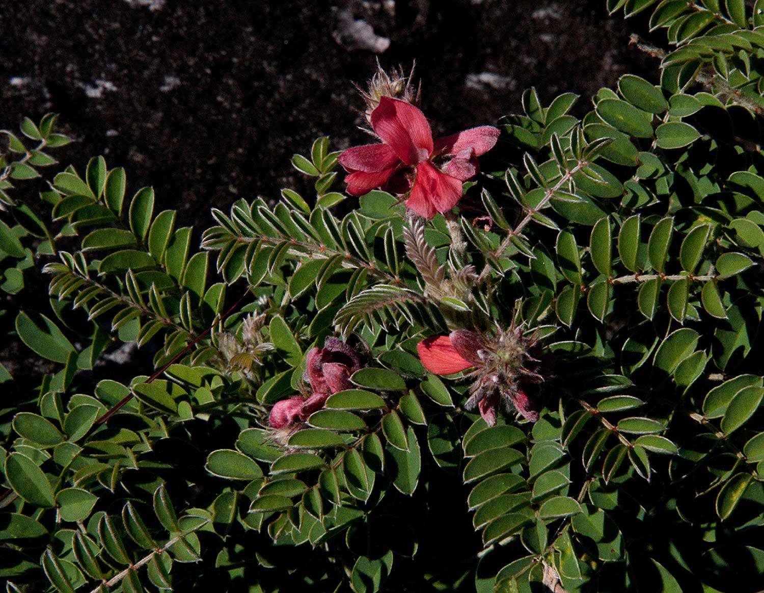 Слика од Indigofera cecilii N. E. Br.