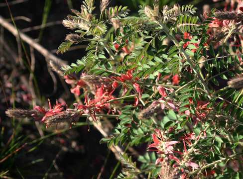 Indigofera cecilii N. E. Br.的圖片