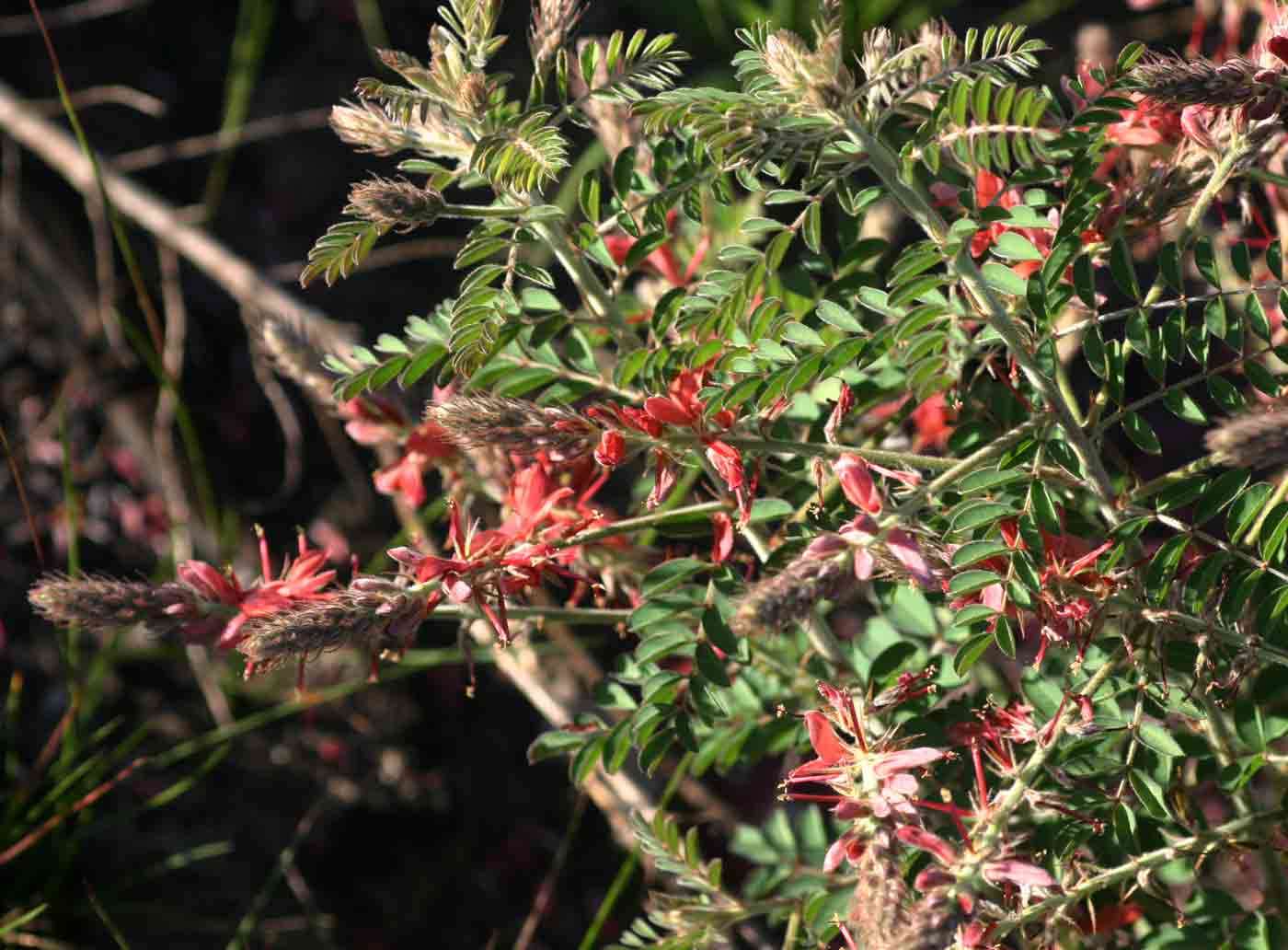 Indigofera cecilii N. E. Br.的圖片