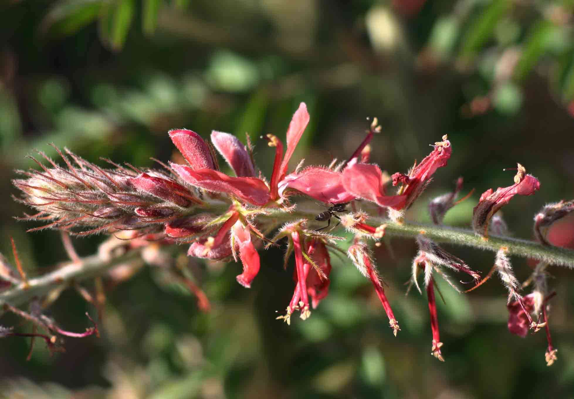 Indigofera cecilii N. E. Br.的圖片