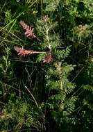 Indigofera cecilii N. E. Br.的圖片