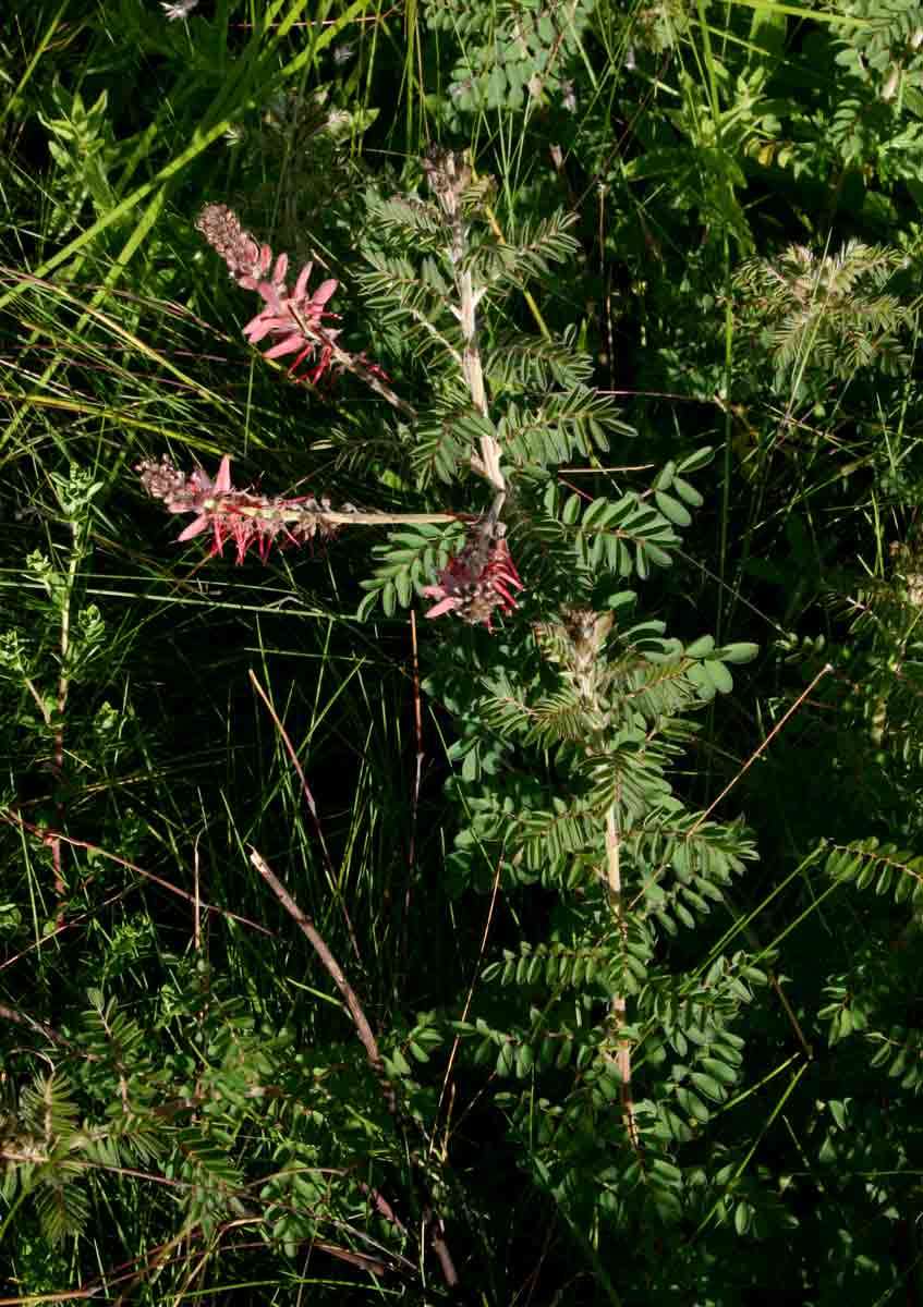 Слика од Indigofera cecilii N. E. Br.