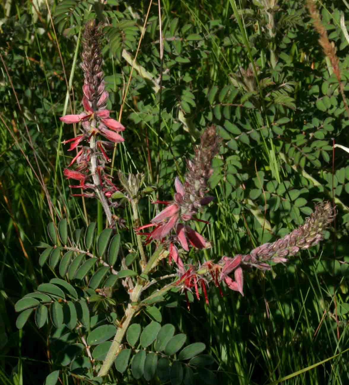 Слика од Indigofera cecilii N. E. Br.