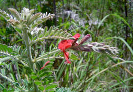 Indigofera cecilii N. E. Br.的圖片