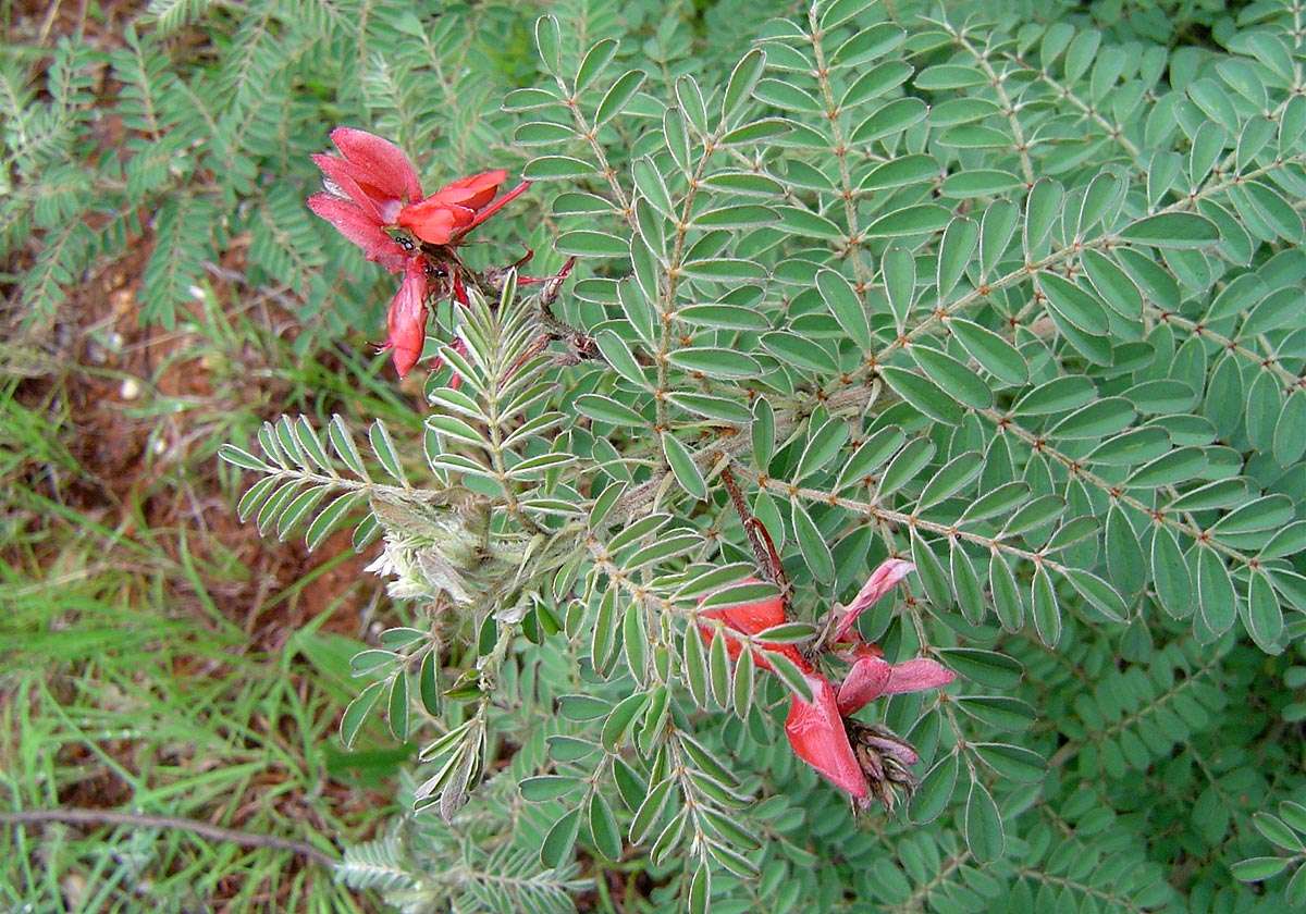 Indigofera cecilii N. E. Br.的圖片