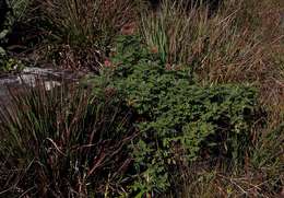 Indigofera cecilii N. E. Br.的圖片