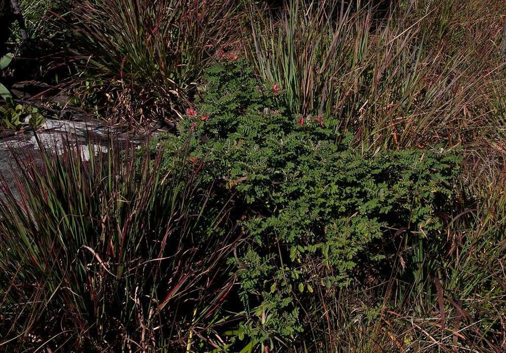 Слика од Indigofera cecilii N. E. Br.