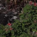 Image of Indigofera cecilii N. E. Br.