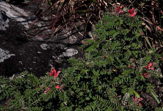 Image of Indigofera cecilii N. E. Br.