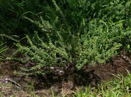 Image of Indigofera circinnata Harv.