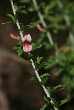 Imagem de Indigofera circinnata Harv.