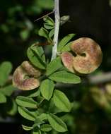 Image of Indigofera circinnata Harv.