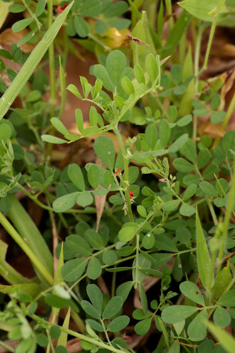 Слика од Indigofera demissa Taub.