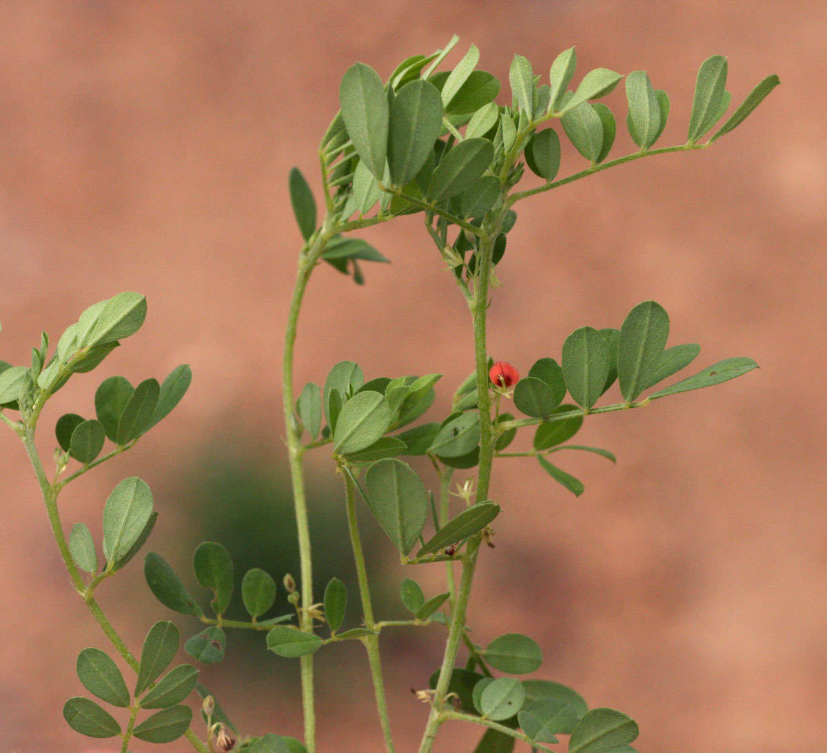 Indigofera demissa Taub.的圖片