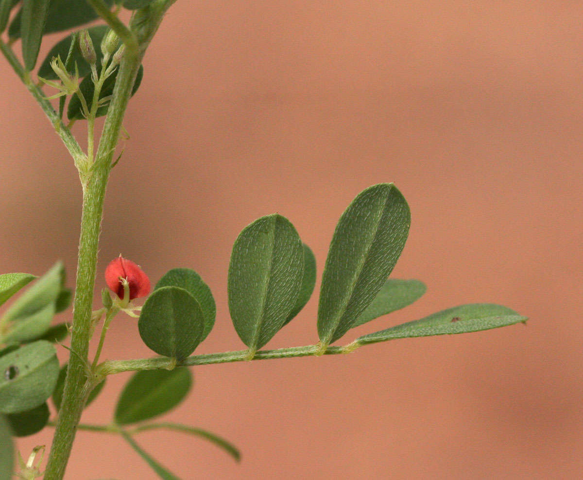 Слика од Indigofera demissa Taub.