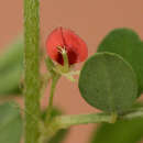 Image of Indigofera demissa Taub.