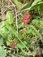 Слика од Indigofera dimidiata Walp.