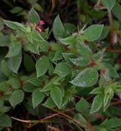 Слика од Indigofera eylesiana J. B. Gillett