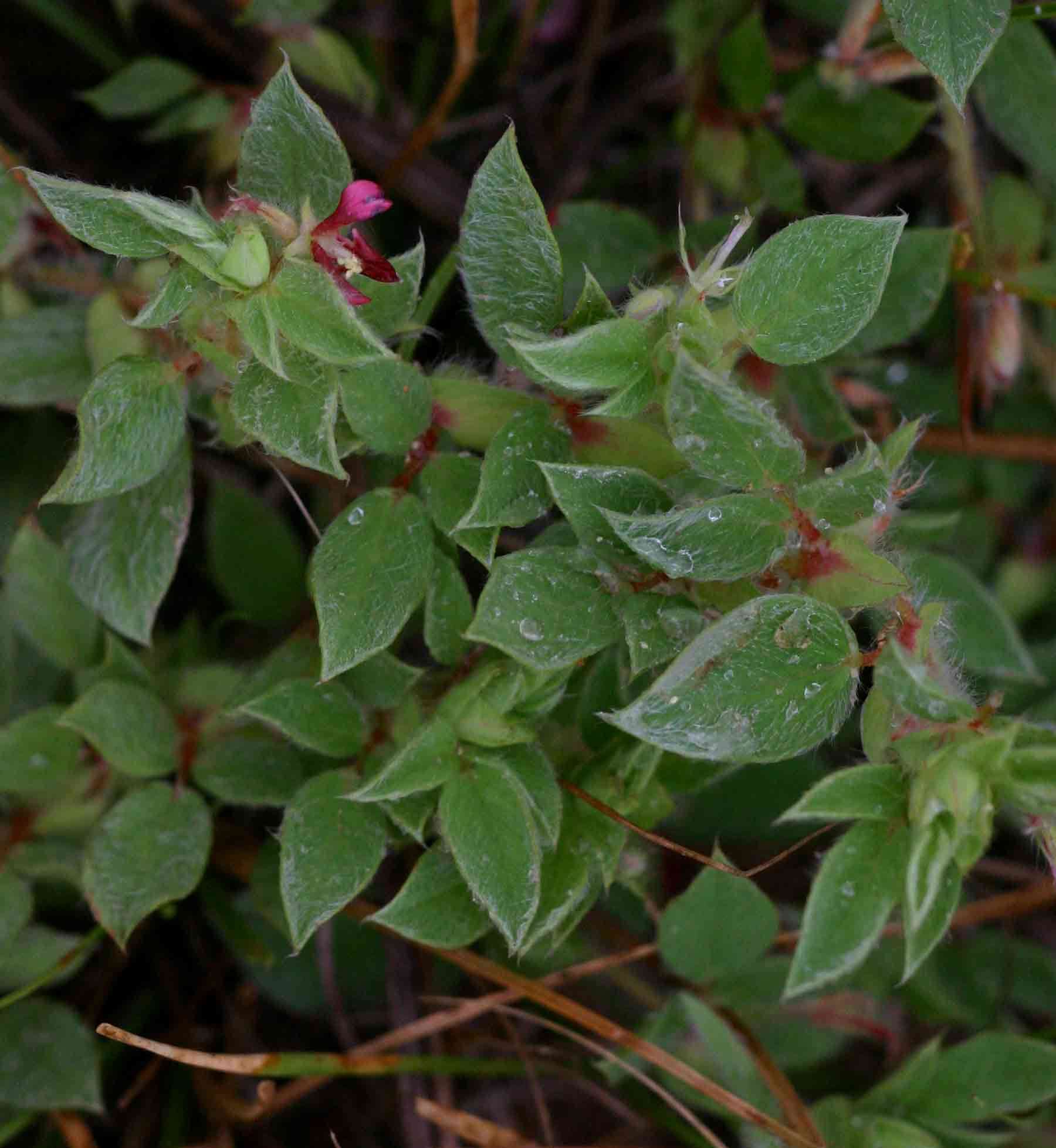 Indigofera eylesiana J. B. Gillett的圖片