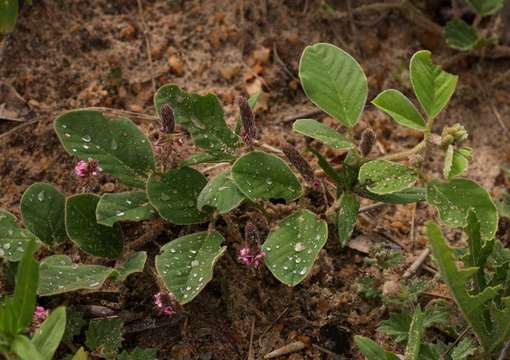 Image of Indigofera flavicans Baker