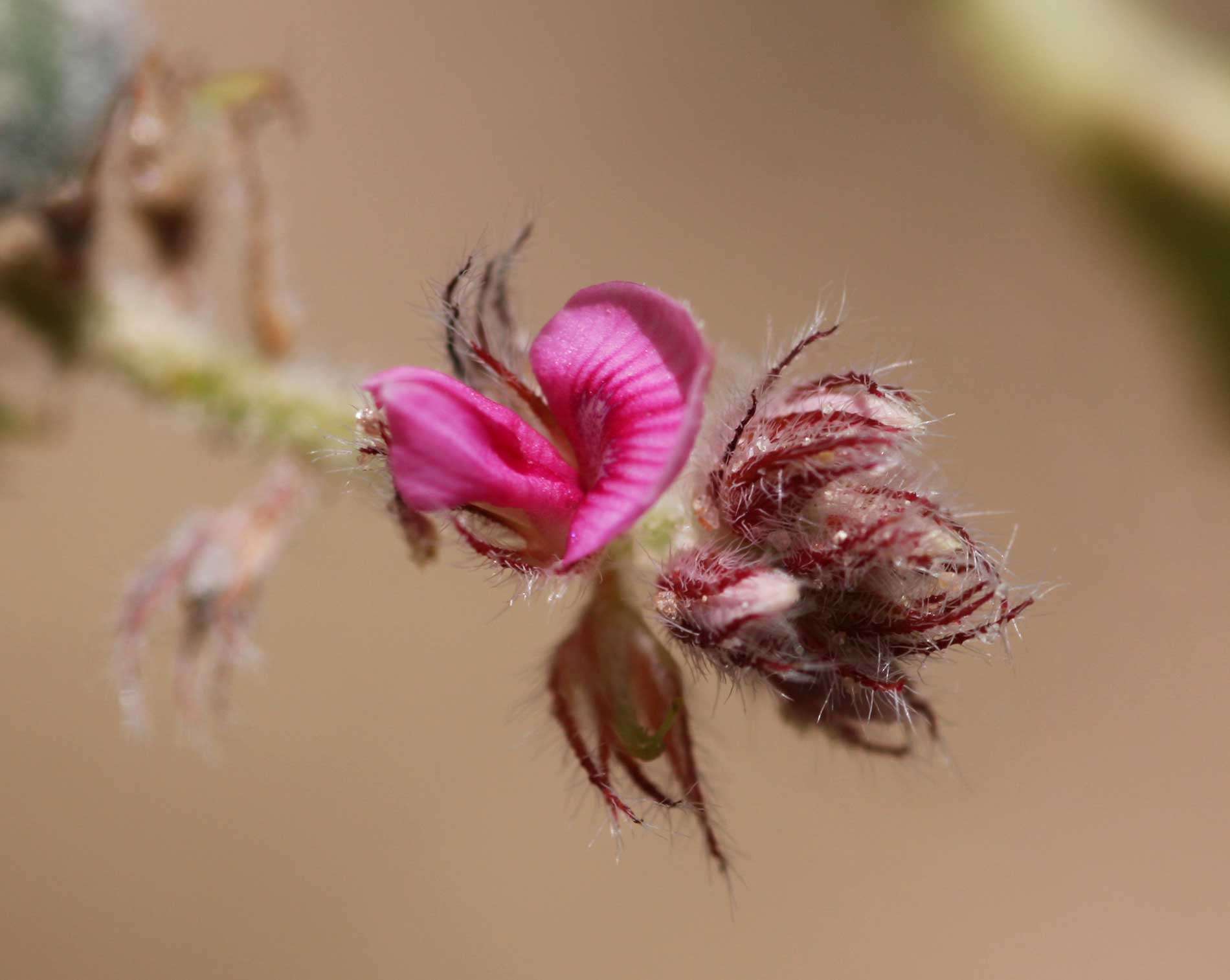 Imagem de Indigofera flavicans Baker