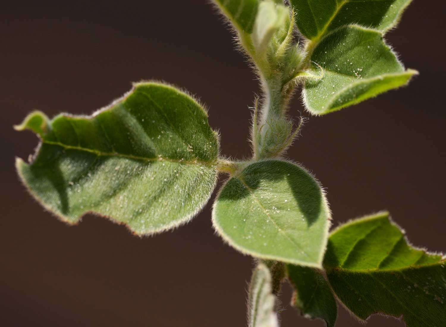 Image of Indigofera flavicans Baker