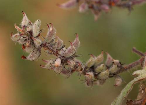 Image of Indigofera flavicans Baker