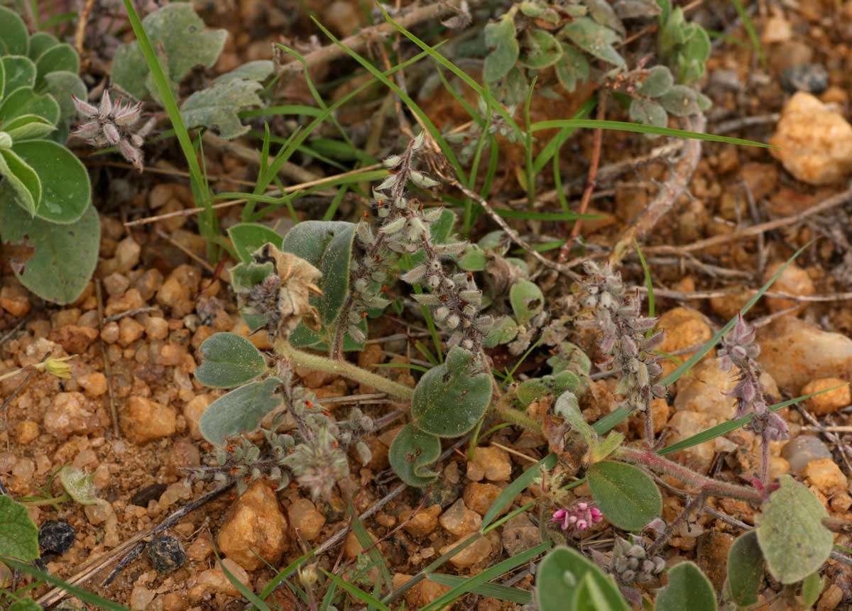 Image of Indigofera flavicans Baker