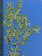 Imagem de Indigofera flavicans Baker