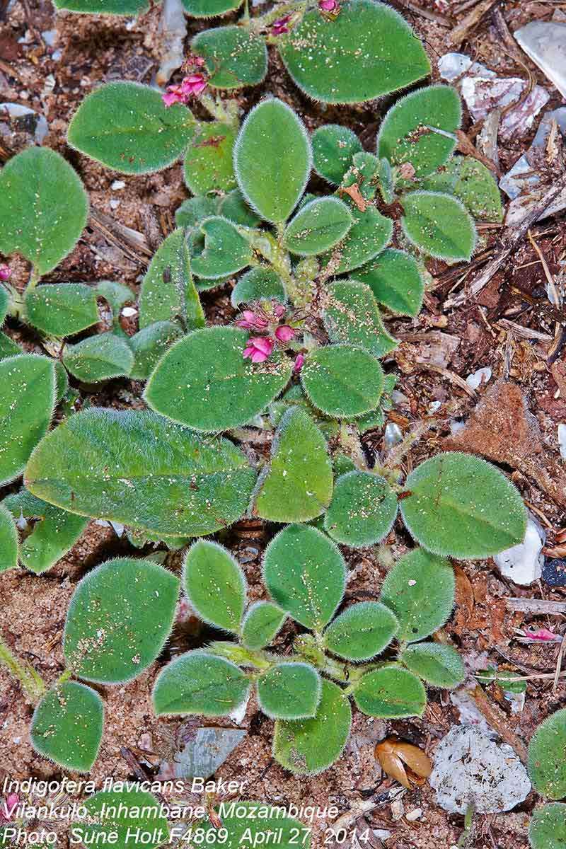 Image of Indigofera flavicans Baker