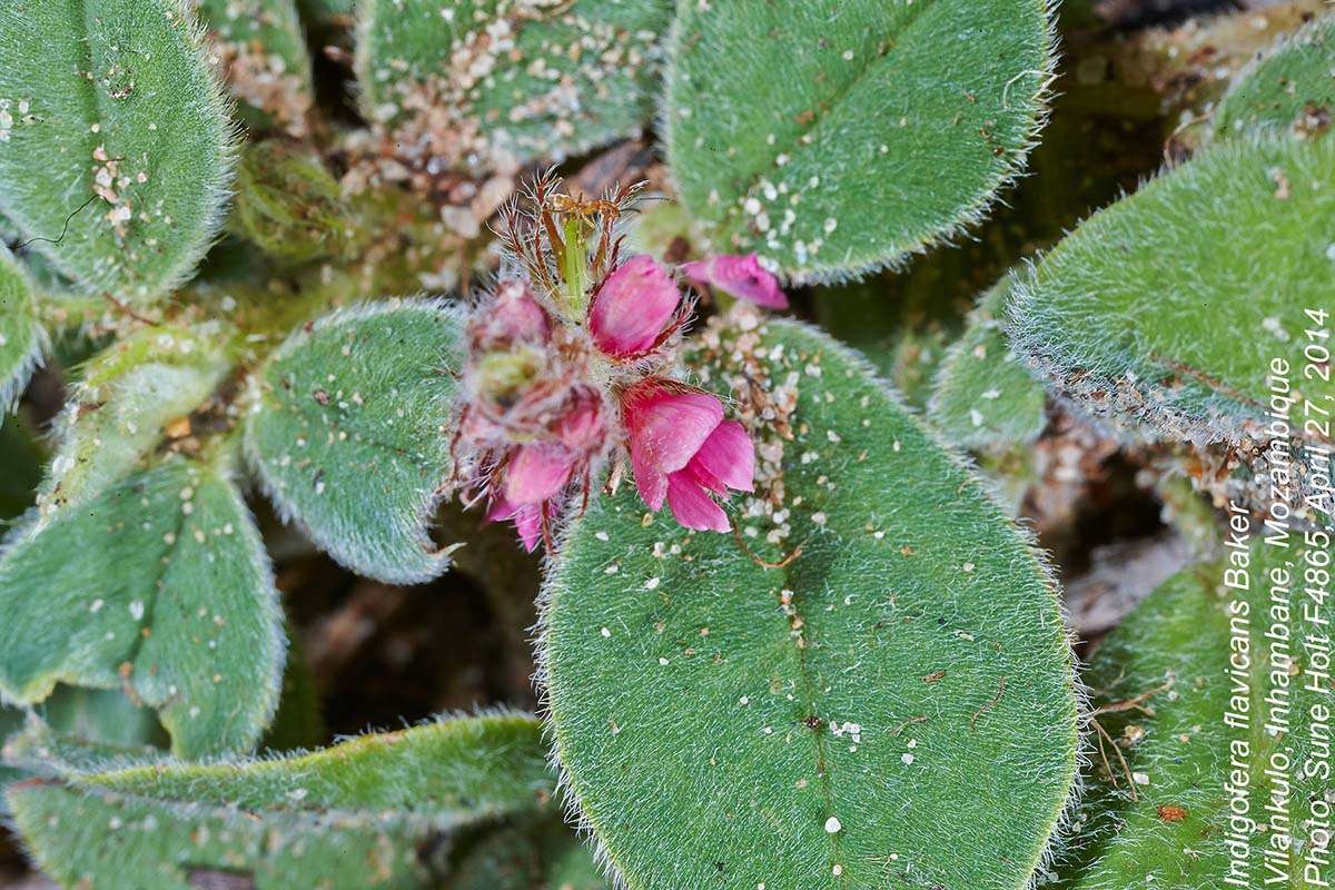 Image of Indigofera flavicans Baker