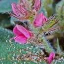 Sivun Indigofera flavicans Baker kuva