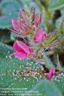 Image of Indigofera flavicans Baker