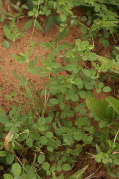 Plancia ëd Indigofera gairdnerae Baker fil.