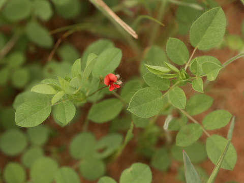 Indigofera gairdnerae Baker fil.的圖片