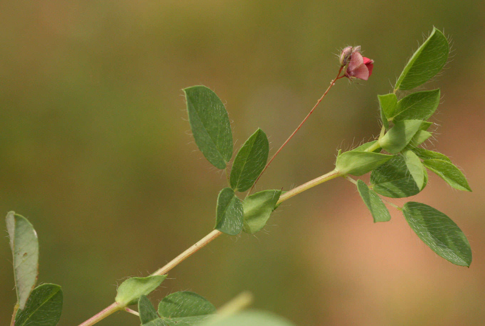 Слика од Indigofera gairdnerae Baker fil.