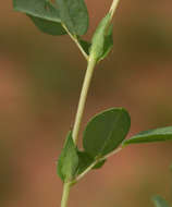 Слика од Indigofera gairdnerae Baker fil.