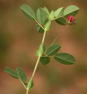 Слика од Indigofera gairdnerae Baker fil.