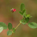 Indigofera gairdnerae Baker fil.的圖片