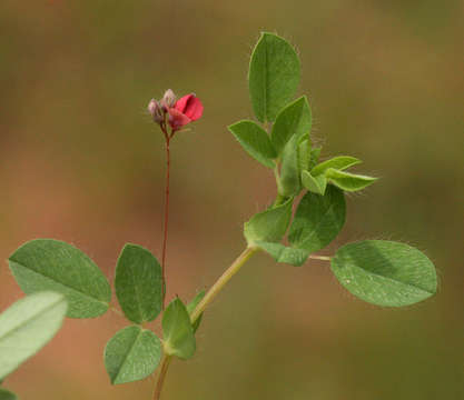 Слика од Indigofera gairdnerae Baker fil.