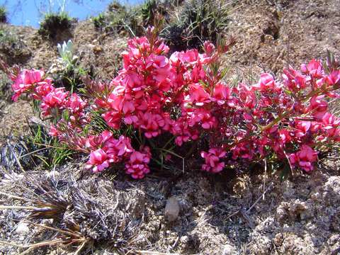 Image de Indigofera hilaris Eckl. & Zeyh.