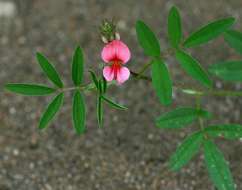 Indigofera holubii N. E. Br.的圖片