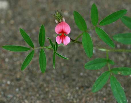 Indigofera holubii N. E. Br.的圖片