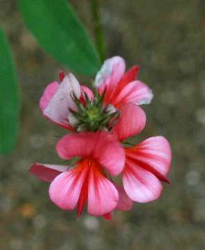 Indigofera holubii N. E. Br.的圖片