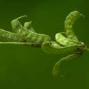 Image of Indigofera holubii N. E. Br.