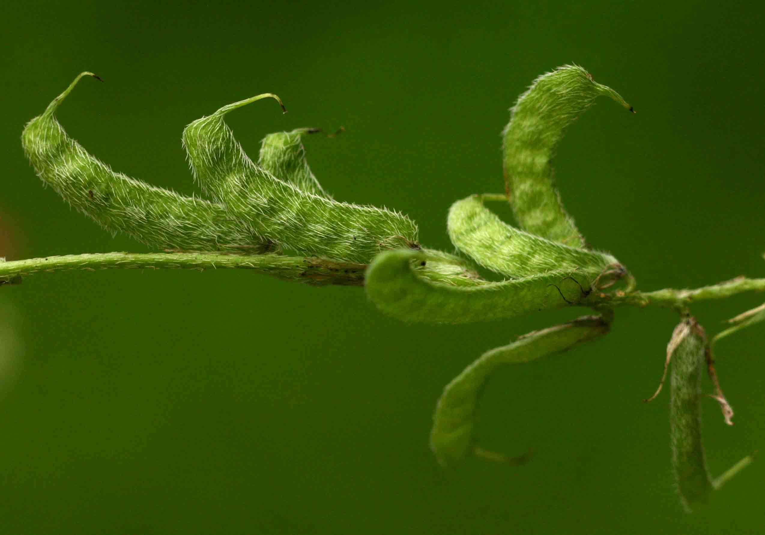 Indigofera holubii N. E. Br.的圖片