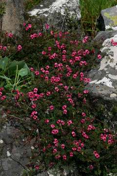 Слика од Indigofera longipedicellata J. B. Gillett